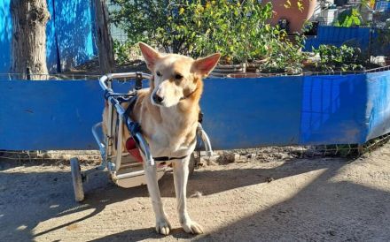 Ein großes Herz für Rollihund Peco gesucht