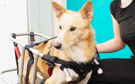 Ein großes Herz für Rollihund Peco gesucht