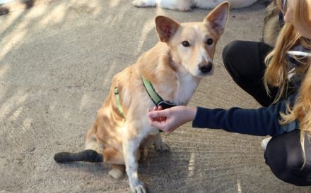 Ein großes Herz für Rollihund Peco gesucht