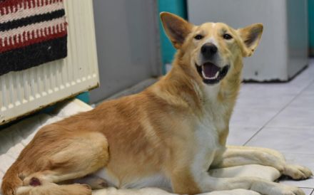 Ein großes Herz für Rollihund Peco gesucht