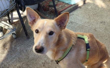 Ein großes Herz für Rollihund Peco gesucht