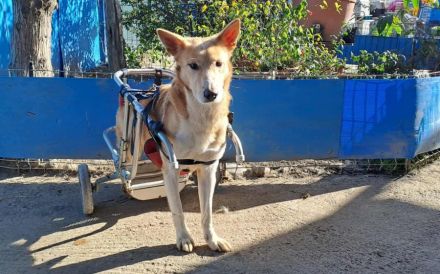 Ein großes Herz für Rollihund Peco gesucht