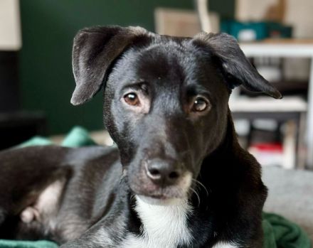 Wer gibt Freddi eine Chance?