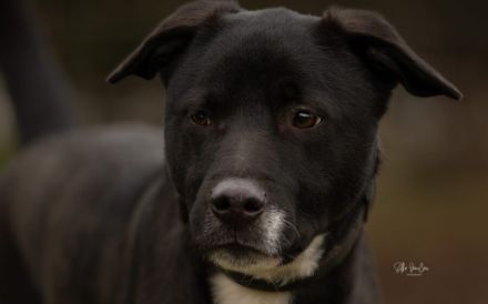 Wer gibt Freddi eine Chance?