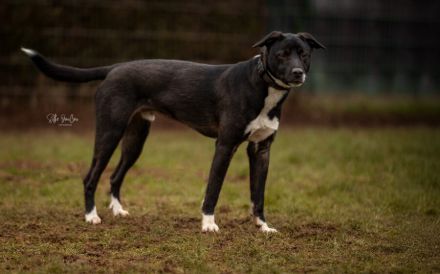 Wer gibt Freddi eine Chance?