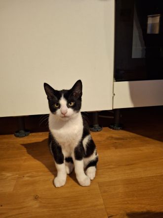 Amazon Kurzhaar Katzen