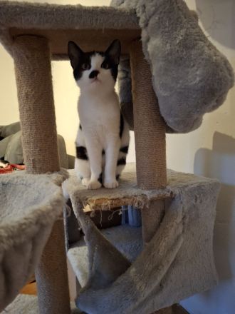 Amazon Kurzhaar Katzen