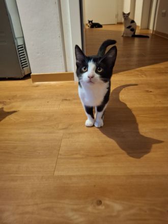 Amazon Kurzhaar Katzen