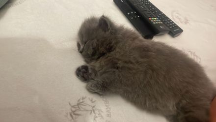 Mila sucht ein neues liebevolles zu Hause