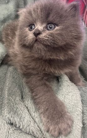 Mila sucht ein neues liebevolles zu Hause