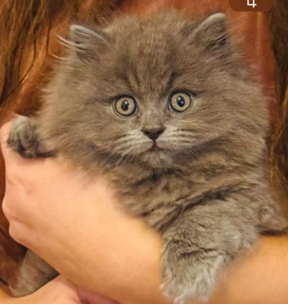 Mila sucht ein neues liebevolles zu Hause