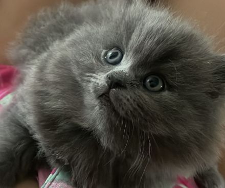 Mila sucht ein neues liebevolles zu Hause