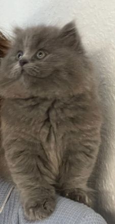 Mila sucht ein neues liebevolles zu Hause