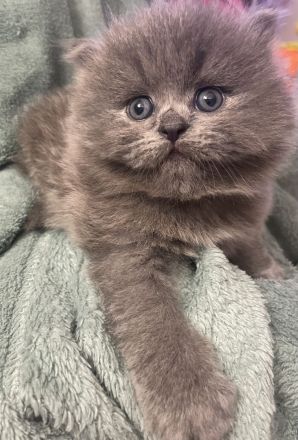 Mila sucht ein neues liebevolles zu Hause