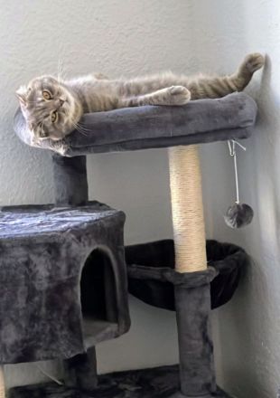 2 British Kater 2 und 3 Jahte alt