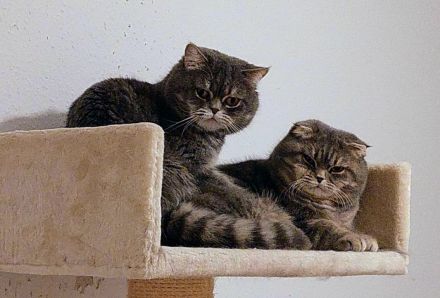 2 British Kater 2 und 3 Jahte alt