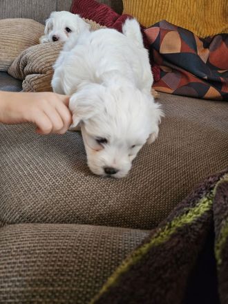 Malteser welpen