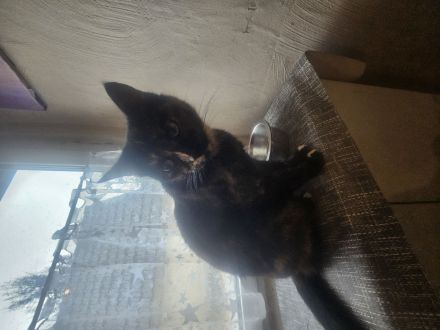 Ich muss leider meine Katzen verkaufen