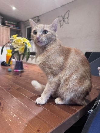 Ich muss leider meine Katzen verkaufen