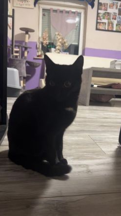 Ich muss leider meine Katzen verkaufen