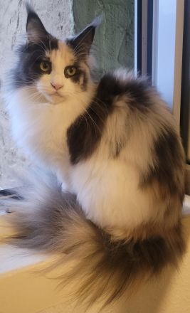 Maine Coon Katze  xxl