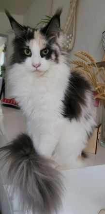 Maine Coon Katze  xxl