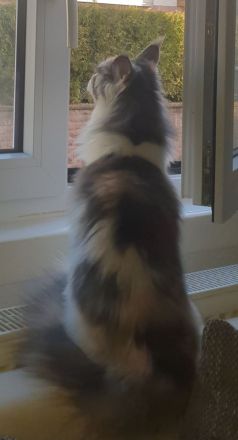 Maine Coon Katze  xxl