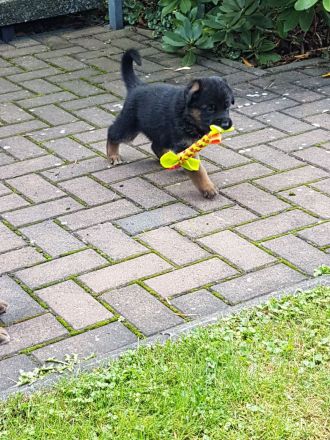Deutsche Schäferhundwelpen