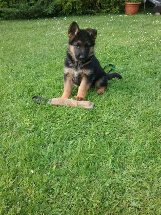 Deutsche Schäferhundwelpen
