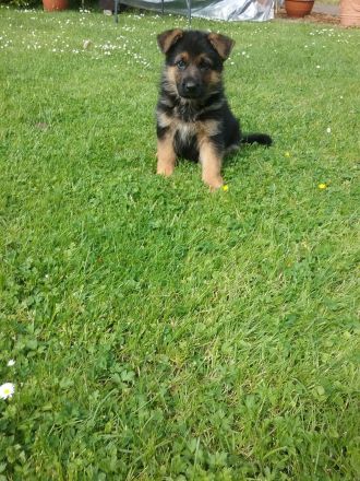 Deutsche Schäferhundwelpen