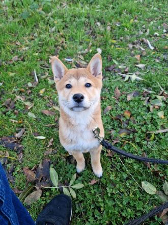 3 Monate alte Shiba Inu Hündin