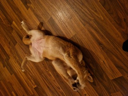 3 Monate alte Shiba Inu Hündin