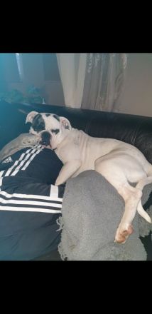 Americsn Bully Mädchen