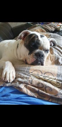 Americsn Bully Mädchen