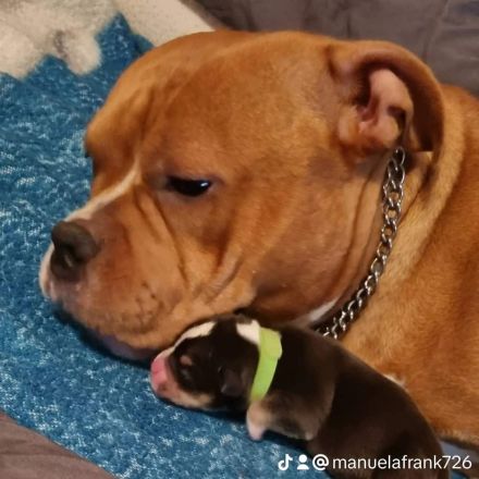 American Bully Welpen