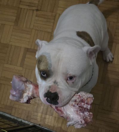 American Bully Welpen