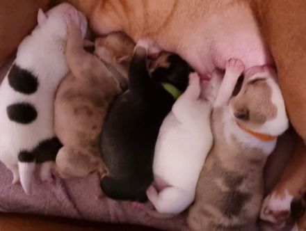 American Bully Welpen