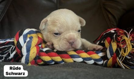 Französische Bulldogen Welpen