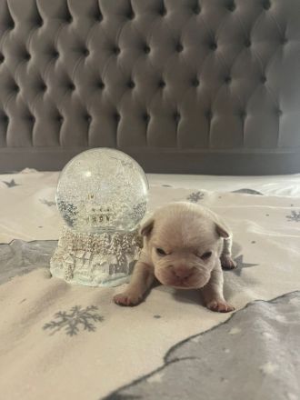 Französische Bulldogen Welpen