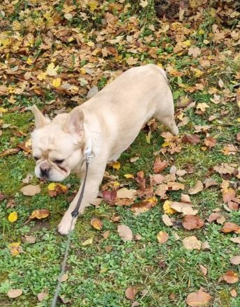 Französische Bulldogen Welpen