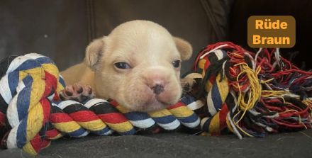 Französische Bulldogen Welpen