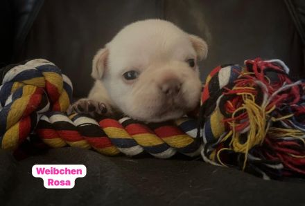 Französische Bulldogen Welpen