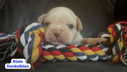Französische Bulldogen Welpen