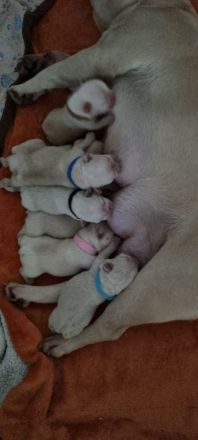 Französische Bulldogen Welpen