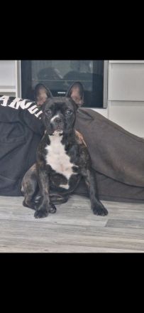 Lucy sucht eine neue Kuscheloase