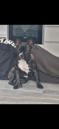 Lucy sucht eine neue Kuscheloase