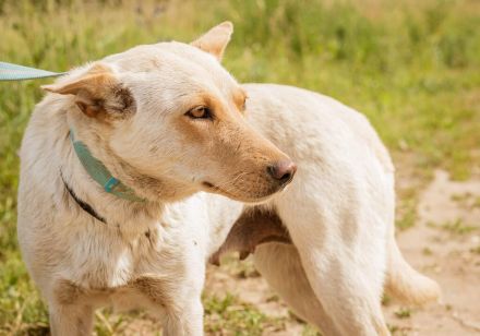 Buco, süße Hündin möchte so gern von einer Familie aufgenommen werden