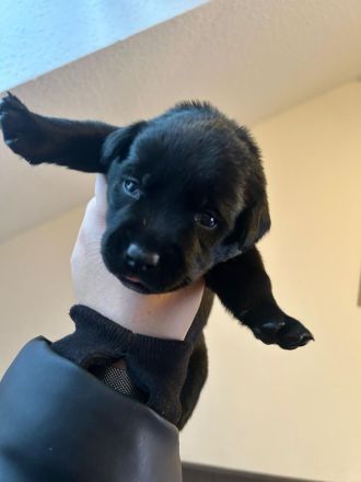 Labradormix Welpen