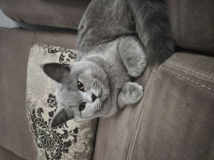 BKH weiblich, geimpft,gechipt, Eu-Ausweis