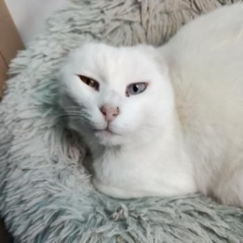 Mini, Handicat, FIV positiv
